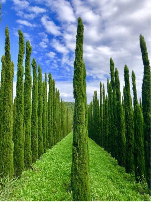 Long shot of tall treesAI-generated content may be incorrect.