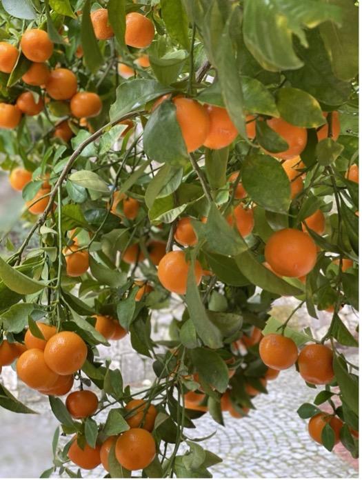 A close-up of oranges on a treeAI-generated content may be incorrect.