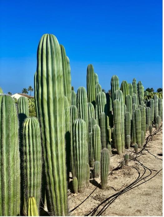 A group of cactus plantsAI-generated content may be incorrect.