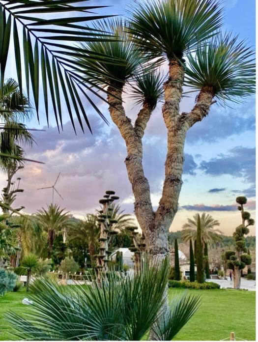 A group of palm trees in a parkAI-generated content may be incorrect.
